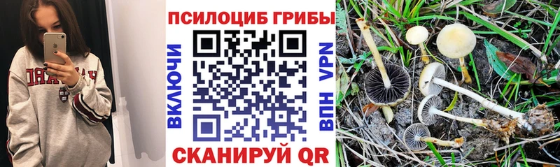 продажа наркотиков  Чекалин  Псилоцибиновые грибы Cubensis 